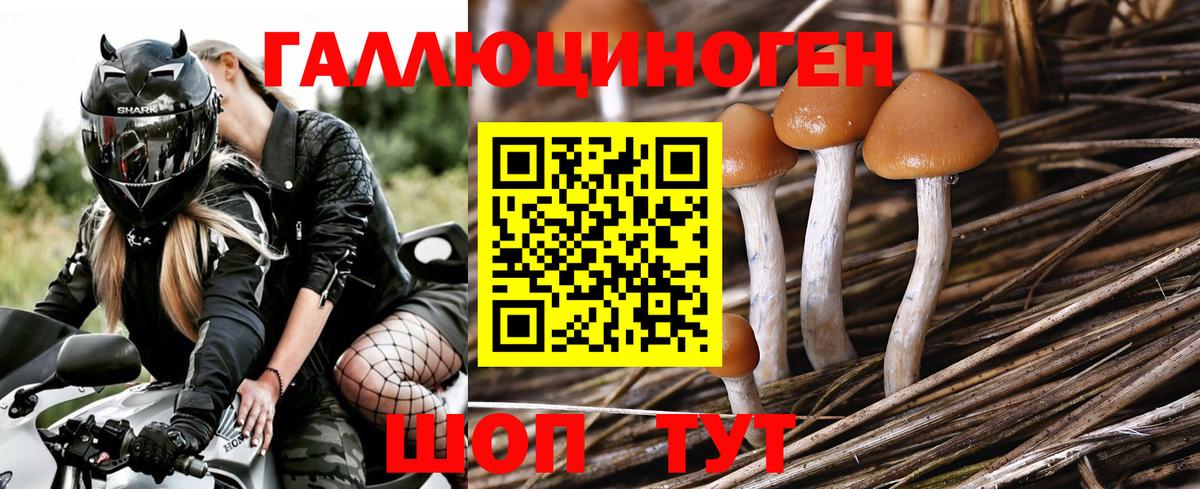 Нижний Новгород  Псилоцибиновые грибы ЛСД  Псилоцибиновые грибы Psilocybine cubensis  Вход с VPN 